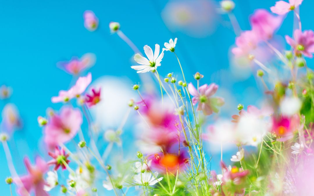 Blühende Sommerwiese unter blauem Himmel – Ankündigung zur Urlaubszeit der KFO Kaufhold.